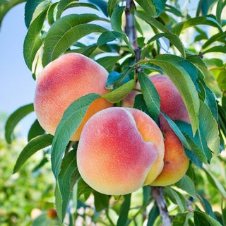 Peaches and Nectarines: Nature's Resilient Fruits Thriving Against Floods