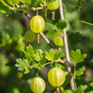 The Allure of Gooseberries: A Culinary Gem Waiting to Be Discovered