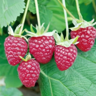 Unlocking the Sweet Harvest: Early and Late Season Raspberries