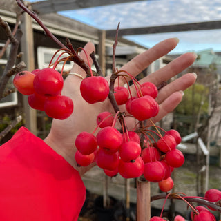 Crab Apples: Small Fruit, Big Benefits