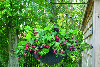 Blackberries, Hybrids & Mulberry