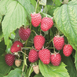 Raspberries Late Summer