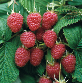 Raspberries - early