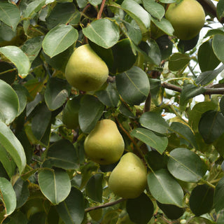 Moonglow Pear