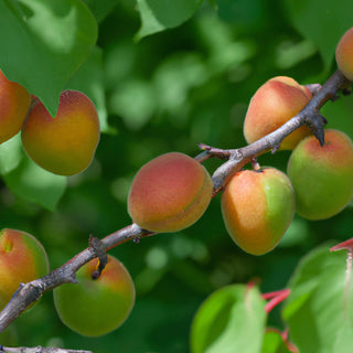 Aprimira - Miracot Cherry Plum