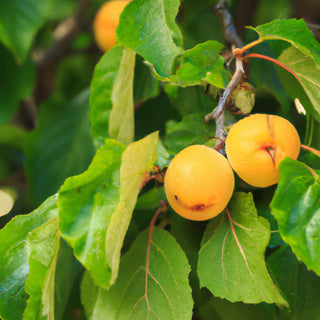 Aprimira - Miracot Cherry Plum