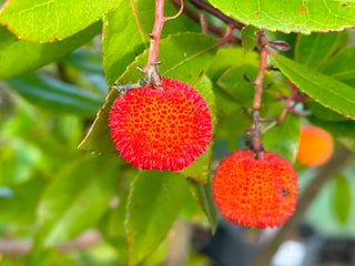 Arbutus Unedo Strawberry Tree