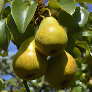 Beurre Hardy Pear