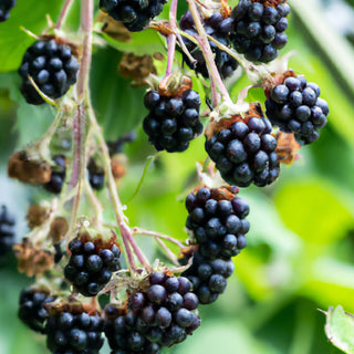 Black Cascade Blackberry