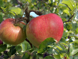 Bountiful Apple