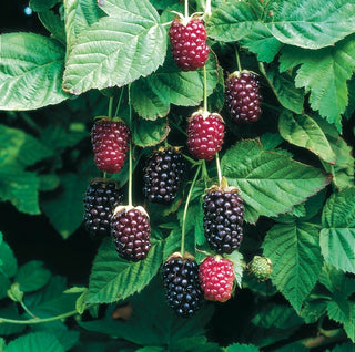 Boysenberry Blackberries (Thornless)