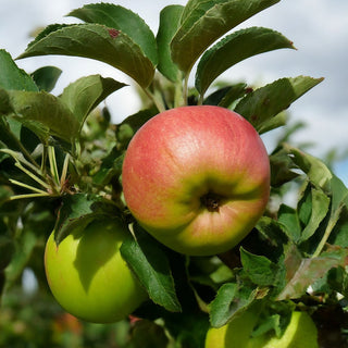 Broadholme Beauty Apple