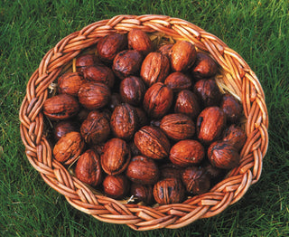 Broadview Walnuts