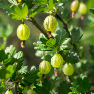 Careless Gooseberry