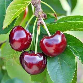 Cherokee Cherry
