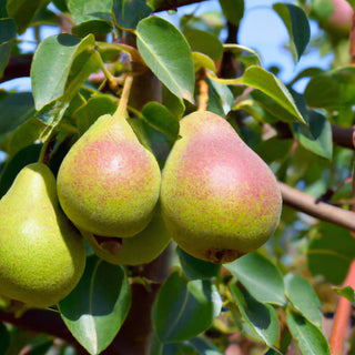 Conference Pear