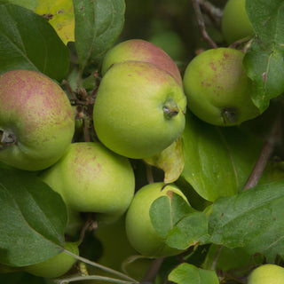 Cox (Self fertile clone) Apple