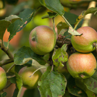 Cox (Self fertile clone) Apple