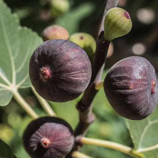 Brown Turkey Fig