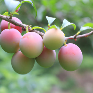 Flavour King Pluots Cherry Plum