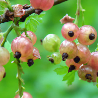 Gloire de Sablon Currant