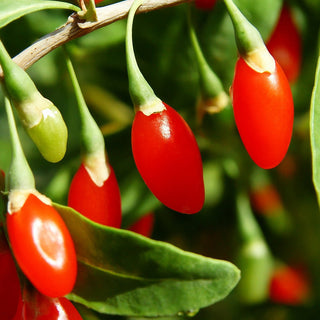 Goji Berry