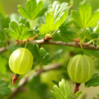 Pot Luck GOOSEBERRY