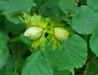 Hazel Foraging