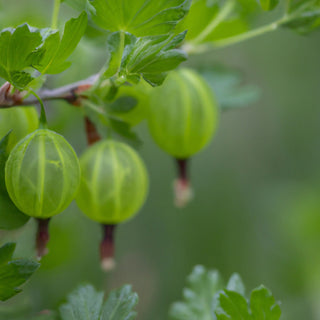 Hinnonmaki Green Gooseberry