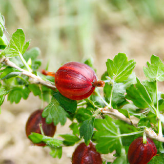 Hinnonmaki Red Gooseberry