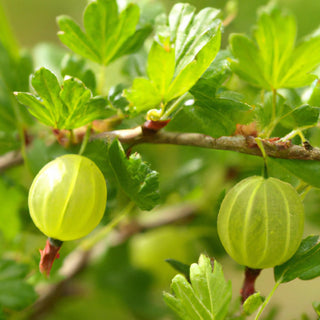 Invicta Gooseberry