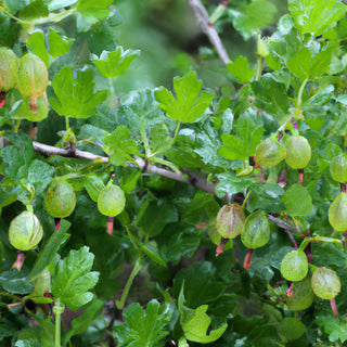 Invicta Gooseberry