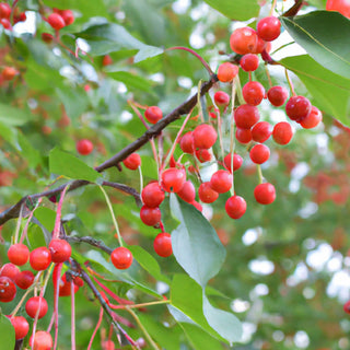 Malus jelly King