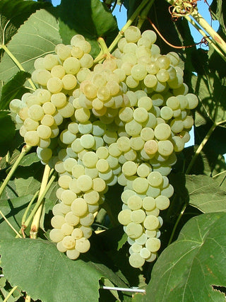 Lakemont Grape