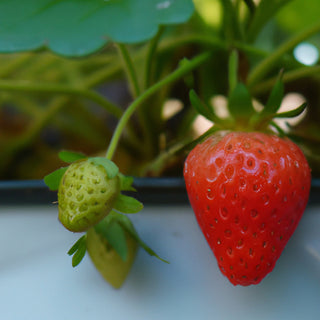 Lambada Strawberries