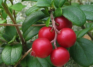 Lingonberry