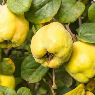 Meech's Prolific Quince