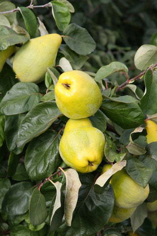 Meech's Prolific Quince