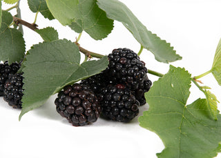 Mulberry Morus Mojo Berry (Dwarf)