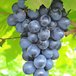 Muscat Bleu Grape