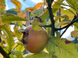 Nottingham Medlar