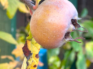 Nottingham Medlar