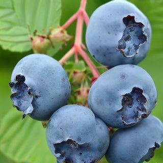 Patriot Blueberry