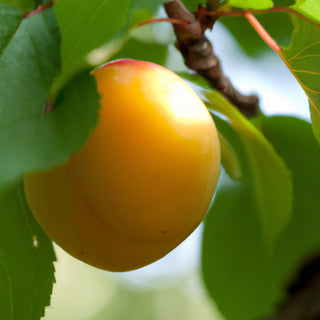 Plum Apricot Flavour King