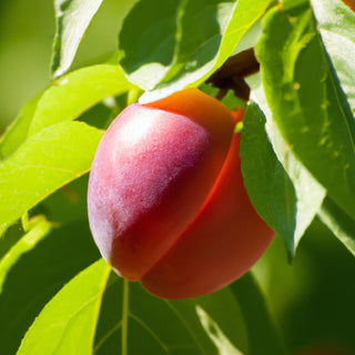 Plum Apricot Flavour King