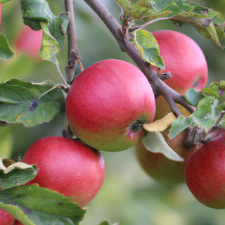 Red Windsor - (sweet lillibet) Apple