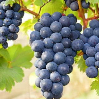 Regent Grape