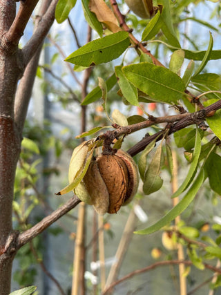 Robijn Sweet Almonds