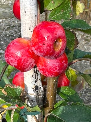 Malus ‘Rudolph’