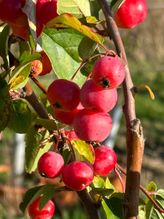 Malus ‘Rudolph’